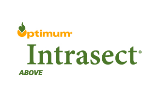 Insectra Above logo