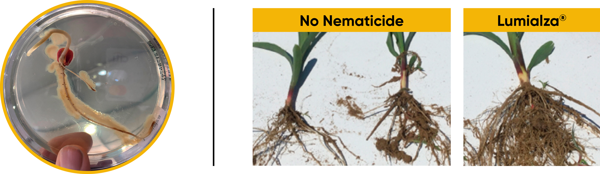 Comparison of Corn Roots With and Without Lumialza