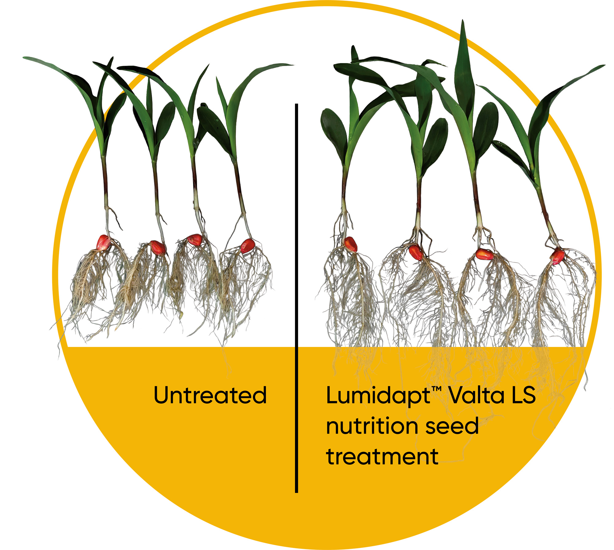 Comparison of Untreated and Treated Seedling Root Growth