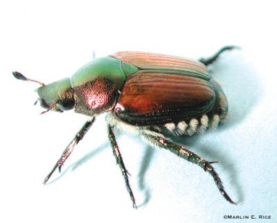 Figure 6. Adult Japanese beetle. Photo by Marlin E. Rice.